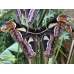 Edwards Atlas Archeoattacus edwardsii  (malayanus) 10 eggs